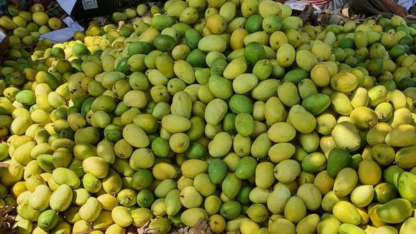 缅甸芒果开始进入市场获得了比去年更好的价钱