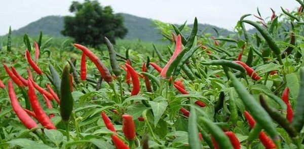 曼德勒省皎栖专区种植了冬作物辣椒8千多英亩