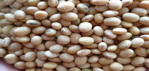 掸北腊戌专区种植的冬作物大豆8,974英亩已全部完成采收工作