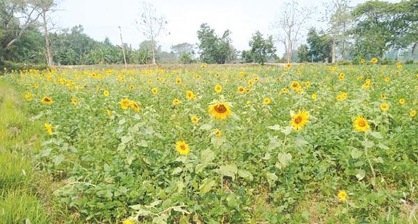 掸南茂迈县区间种种植大豆与向日葵作物同时经济化种植蔬菜作物