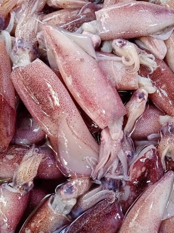 德林达依省墨鱼捕获量减少致使该鱼价钱上扬