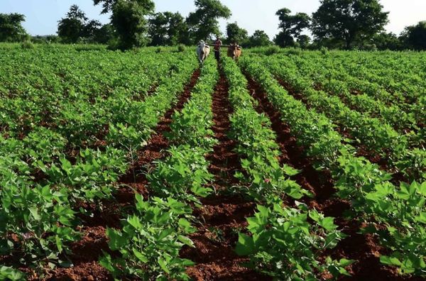 曼德勒省密铁拉专区种植了雨前长纤维棉花1,768英亩物