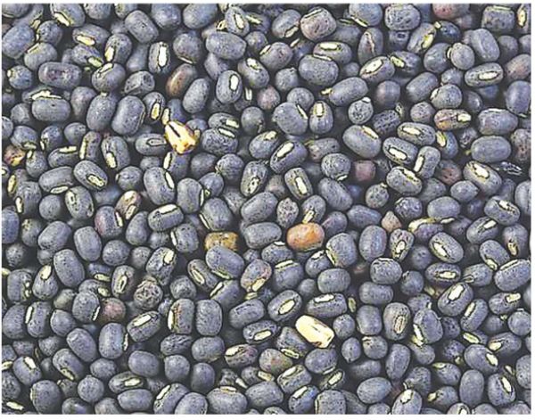 马奎省东墩基县区黑麦豆新上市获得了好价钱