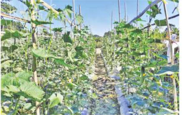 马奎省本漂县农村地区农民们种植厨房作物每天都有收入