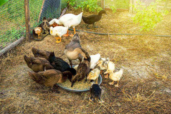 伊洛瓦底省博加礼县区单家独户饲养家鸭者因鸭蛋价钱走俏收益多