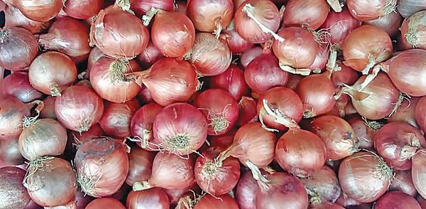 实皆省作为冬作物种植的洋葱已全部完成采收工作