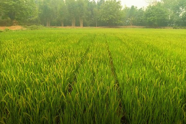 实皆省13个专区已完成夏季稻30%多的种植工作