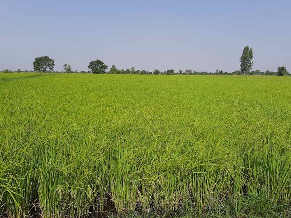 马奎省额别县区夏作物种植情况
