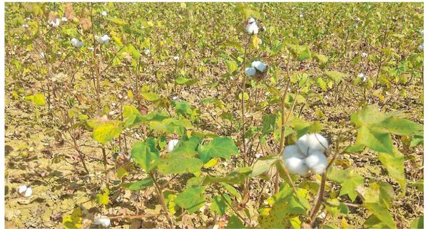 马奎省棉花价钱微跌但仍在高价范围内