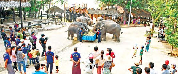 曼德勒省良吴县区伯林江岸大象营地泼水节期间接待众多的游客