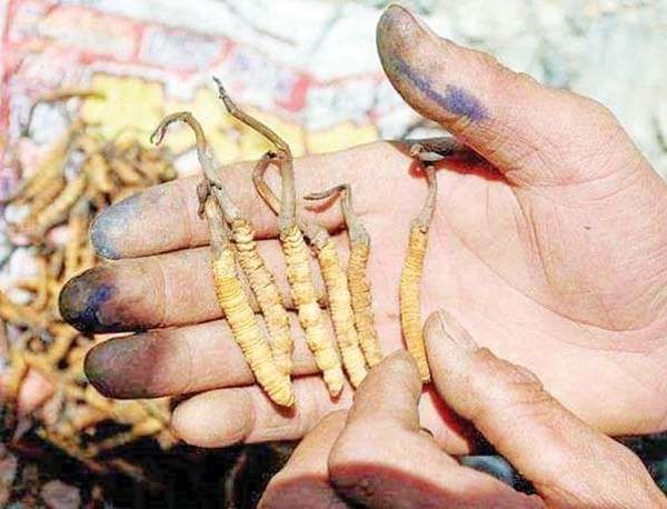 缅甸极北冰山地区也发现了冬虫夏草这一珍稀草药物品