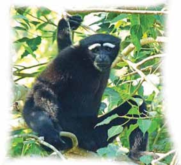 马奎省额别县区山区中的长臂猿维护工作