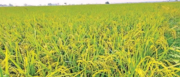 勃固省东吁县区夏季稻正茁壮成长