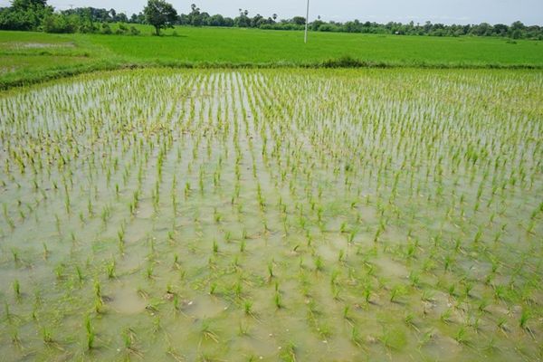 曼德勒省密铁拉专区完成夏季稻800多英亩的种植工作