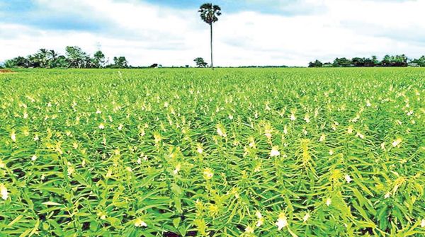 马奎省色漂县区复种间种种植油料作物夏芝麻