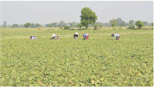实皆省茵马宾专区在冬夏两季节中种植了各种作物46万多英亩