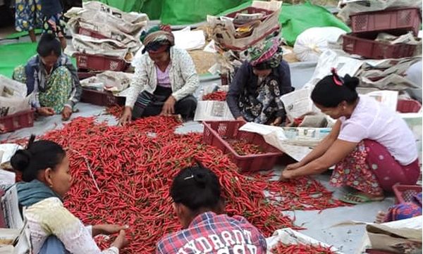 缅甸出产的辣椒将出口中国市场