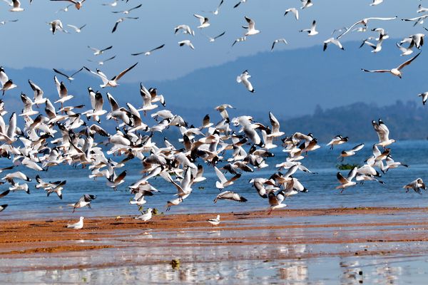 茵都基湖及其湿地地保护区候鸟及当地水鸟品种统计情况