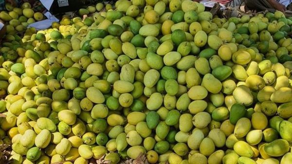 初上市的圣德龙芒果在中国市场上获得了好价钱