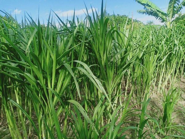 曼德勒省良吴县区种植内比亚牧草解决家畜饲料问题