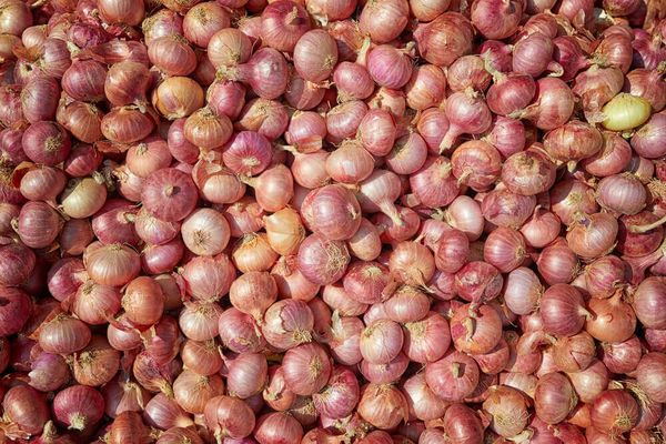 2022—23财政年度缅甸洋葱出口到泰国等7个国家