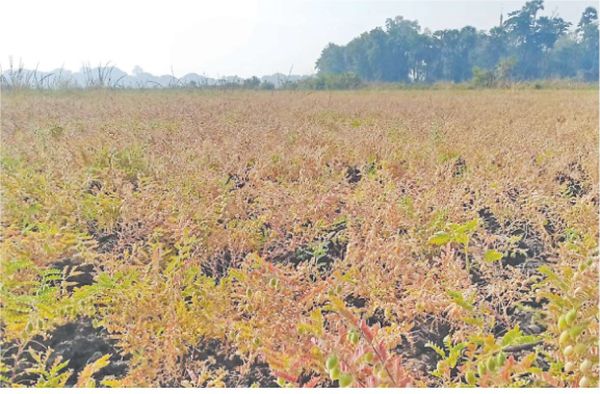 实皆省格礼专区完成鹰嘴豆采收工作昌吴县区规划种植绿豆