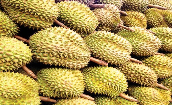 缅甸国内榴莲已大量出产上市了