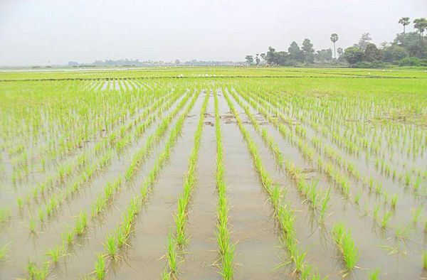 马奎省南卯县区种植了夏季稻1,600多英亩