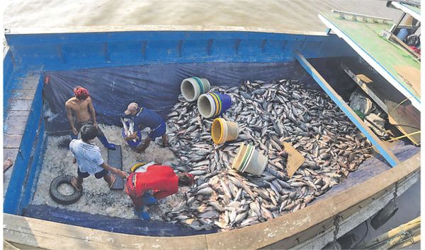 伊洛瓦底省邦达诺县区饲养池的鲤鱼输送往勃生市及仰光市