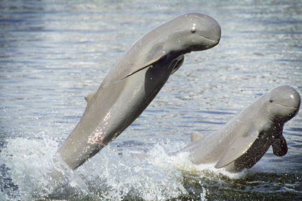 伊洛瓦底江豚近日迁移到曼德勒市附近地区栖息生活