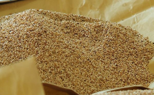 勃固省卑谬专区夏芝麻种植量少进入市场的也少