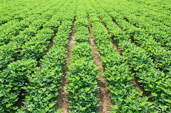 实皆省茵都县区已百分之百完成夏作物种植工作