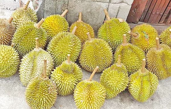 德林达依省丹老县区所产榴莲正在热销之中