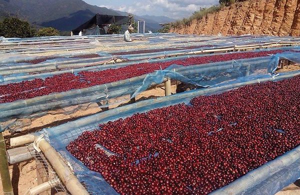 实皆省霍马林县区咖啡市场比去年看好