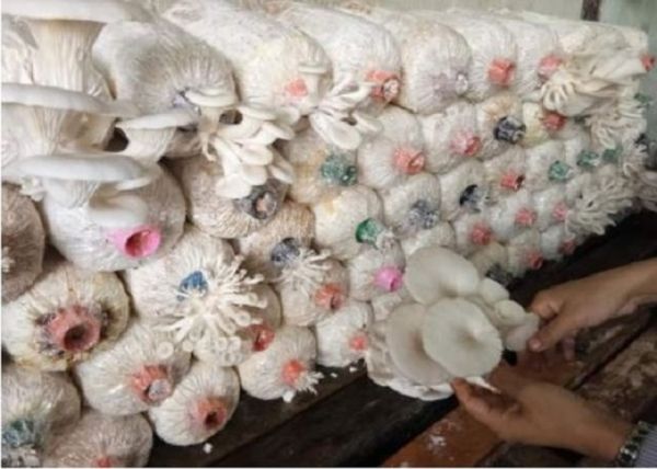 实皆省大力发展蘑菇种植行业