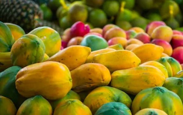 曼德勒省皎勃东县区种植的台湾木瓜热销供不应求