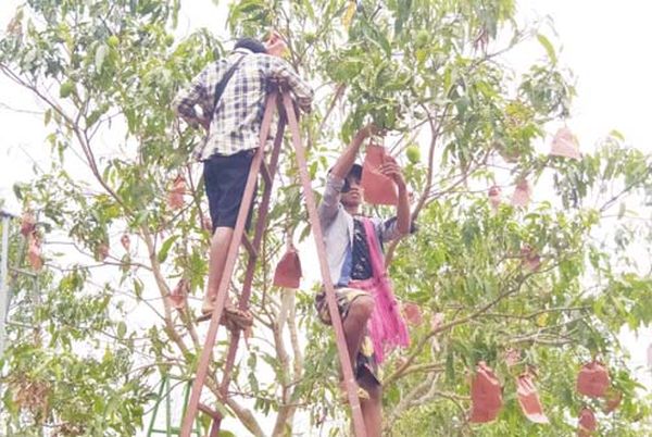 实皆省杰沙县区圣德龙芒果盼望能通过木姐边贸渠道出口国外