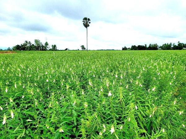 马奎省本漂县区夏芝麻种植面积远超规划面积