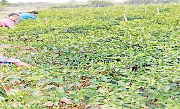 曼德勒省皎栖专区辣椒产量高上市时也获得好价钱