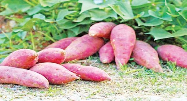 马奎省色漂县区农民们种植红薯收益良多