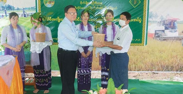 为在德林达依省丹老专区扩大种植咖啡向农户们赠送咖啡树苗