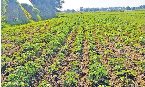 马奎省本漂县区为满足地区食用油需求量开始种植雨前向日葵
