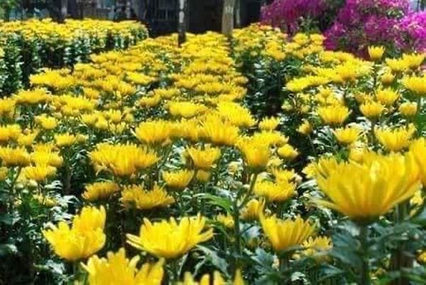 勃固省瑞同县区农民们种植菊花获益良多