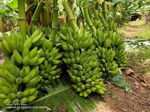 伊洛瓦底省瓦溪码县区出产的香蕉获得好价钱