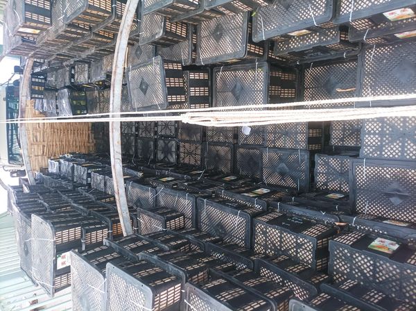 因运往中国的芒果卡车堵车致芒果被压价