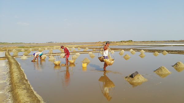 伊洛瓦底省海基遵地区日晒盐盐场正在赶紧结束今年盐季工作