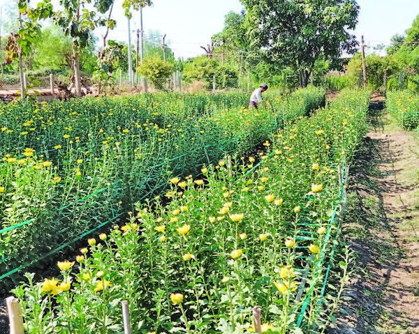 马奎省南卯县区乡村地区种植菊花增加了农民们家庭收入