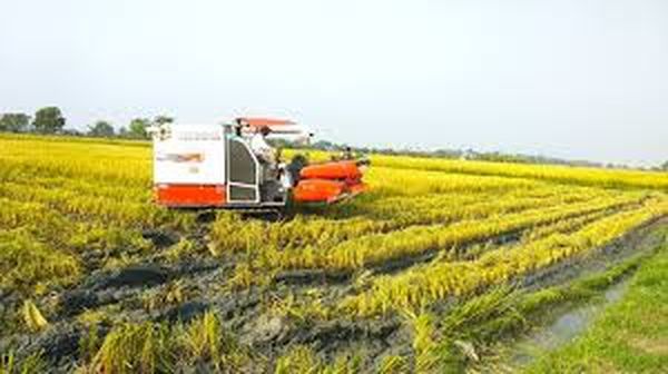 德林达依省区丹老县区夏季稻收割每英亩产量70缅箩