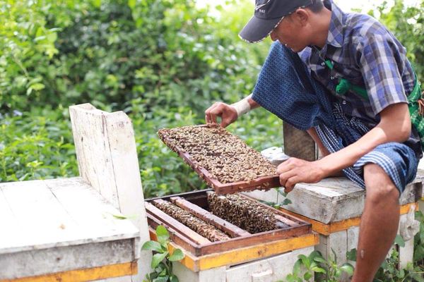 新财政年度头一个月缅甸向国外出口蜂蜜100多公吨