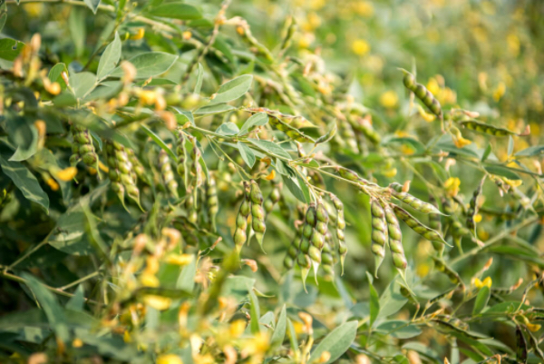 克耶邦木豆种植情况及市场行情情况